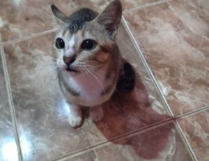 full form of hotel zeyejapa