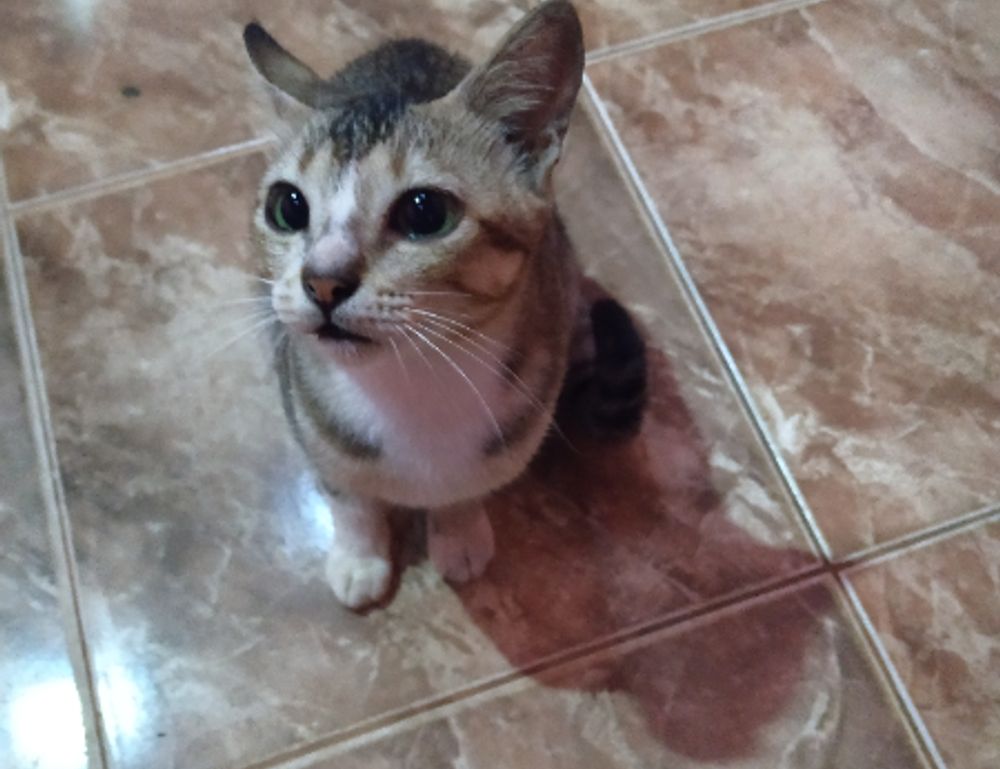 full form of hotel zeyejapa