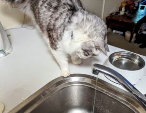 game masticelator mods pc