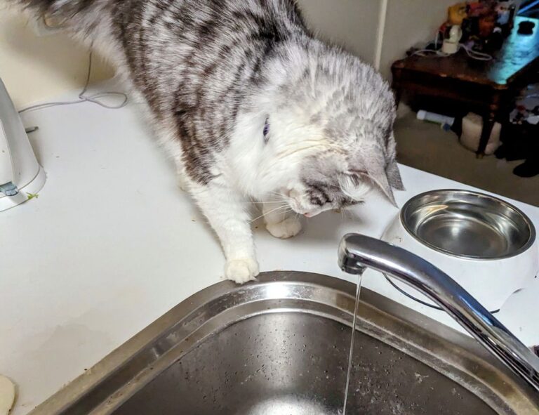 game masticelator mods pc