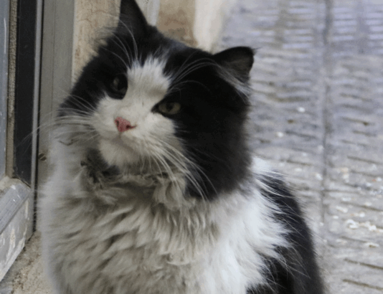 how to check if a game marshock200 is compatible with your pc