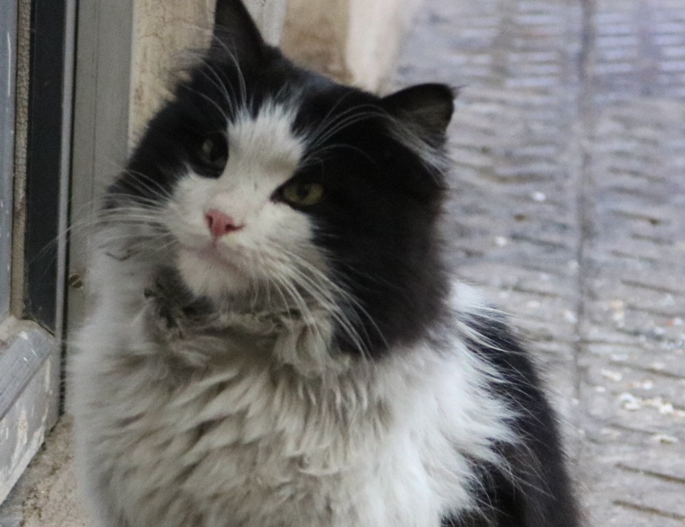 how to check if a game marshock200 is compatible with your pc