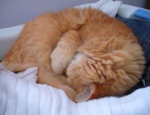 why zc jovapong hotel is cheap