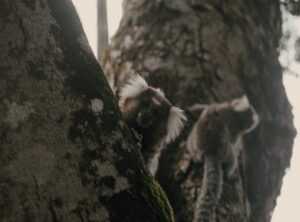 cute:kdsashfocfq= roblox avatar